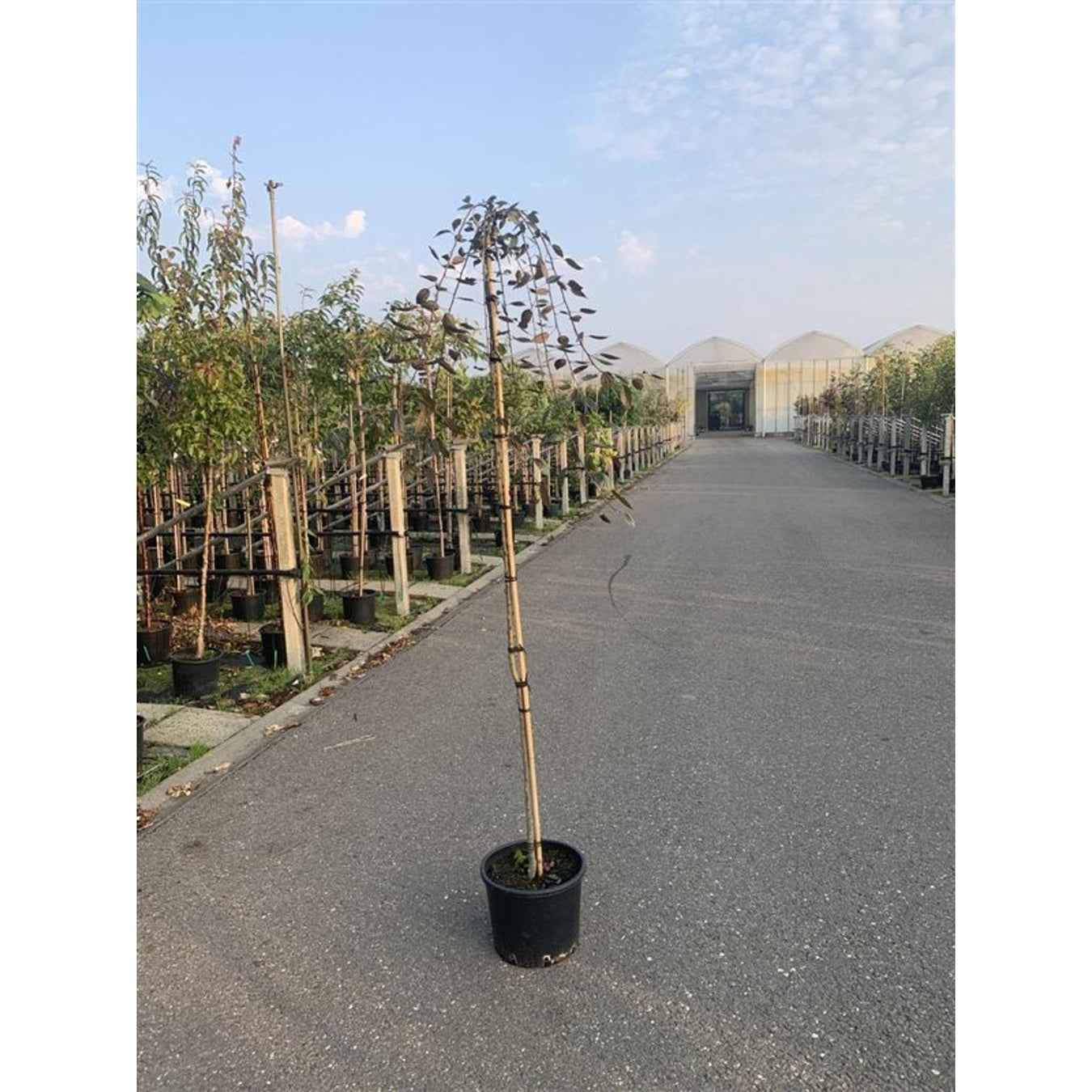 Äpple – Malus 'Red Baron' - 120 CM Stem C10